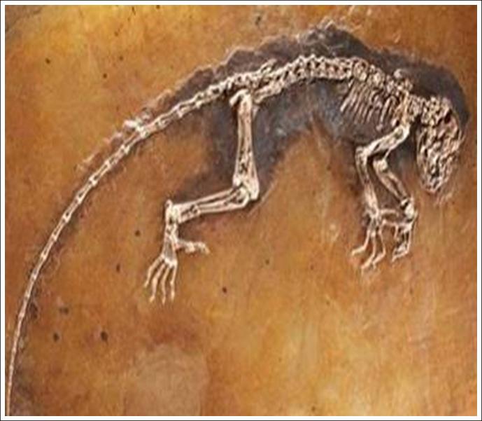 Ida Fossil